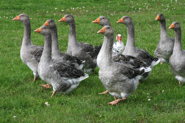 troupeau d'oie