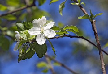 Flowering apple-tree