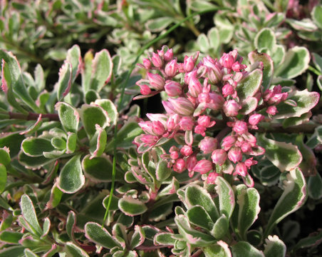 Sedum Spurium