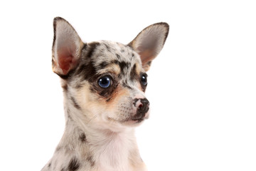 Cute spotted chihuahua