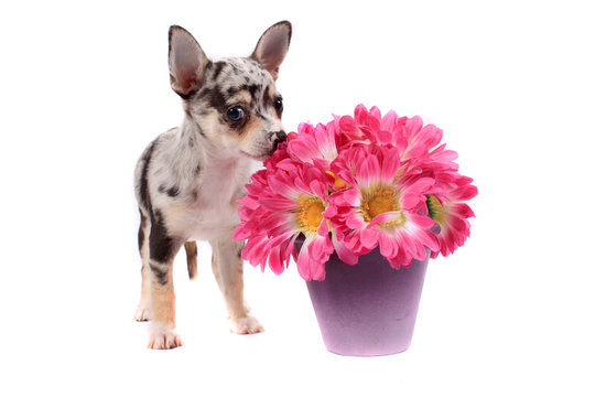 Chihuahua Smelling The Flowers