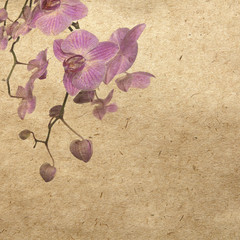 vintage wallpaper background with orchid