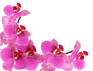 Fototapeta na wymiar background orchidea
