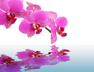 Fototapeta na wymiar wellness,orchidee