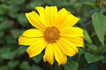 Mexican Sunflower Weed