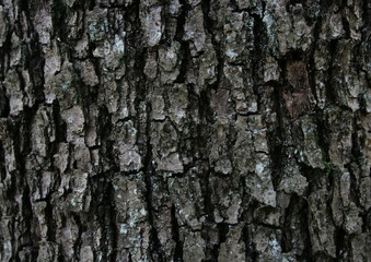 Pine Bark Texture