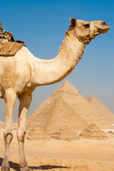 Half Camel Pyramids All Row