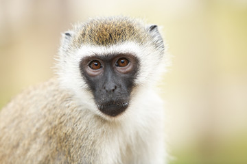 portrait of monkey