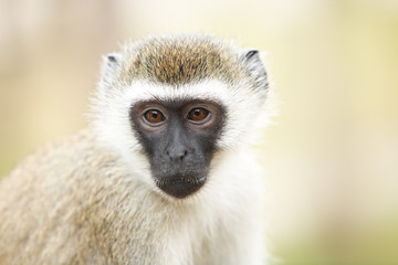 Naklejka premium portrait of monkey