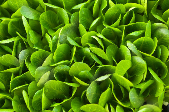 Background With Lettuce Sprouts