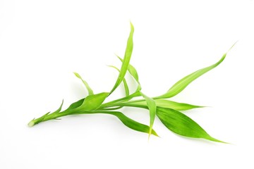 Green bamboo