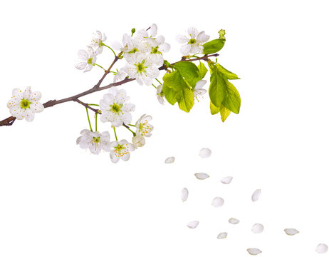 cherry tree flowers and falling petals