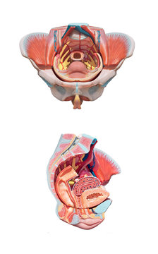 Female pelvis anatomy. Reproduction system .