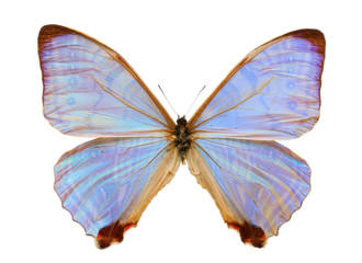 Obraz premium Morpho butterfly