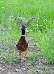 Male duck