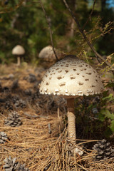 Parasol mushrooms (Macrolepiota procera) at pine forest