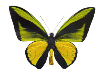 Fototapeta premium Ornithoptera goliath butterfly.