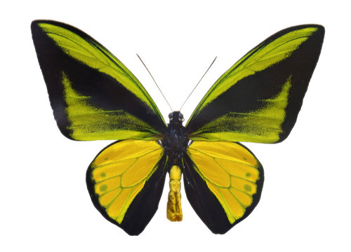 Ornithoptera goliath  butterfly.