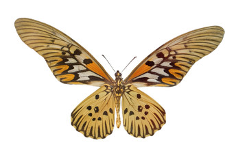 Fototapeta na wymiar Papilio (Druryia) antimachus