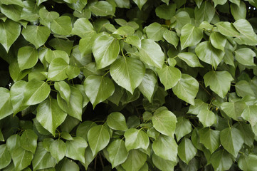 Fondo vegetal 1