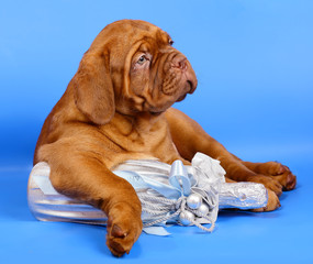 Puppy with a bottle of champagne.