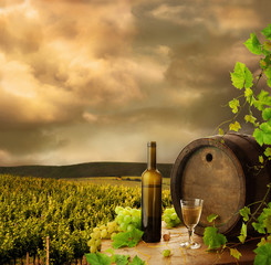 Fototapeta premium Wine, barrel and vine on background of early evening vineyard