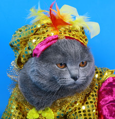 Portrait of a cat in a bright carnival attire.