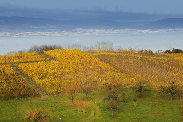 Fototapeta premium lac et vignes de neuchatel