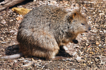 Quokka