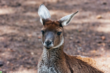 Mother kangaroo with two babies