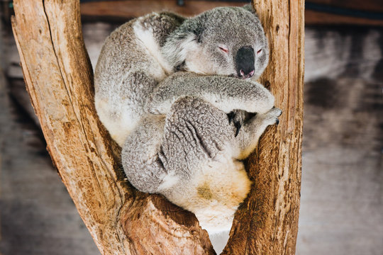 Koala, sleeping