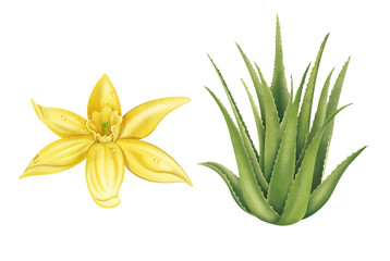 Vanilla Flower and Aloe Vera Plant