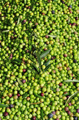 olives harvesting