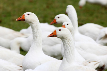 St. Martinsgans und Weihnachtsgans, einfach lecker
