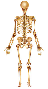 esqueleto humano