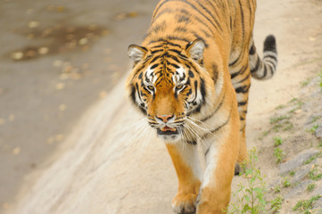 Fototapeta na wymiar tygrys