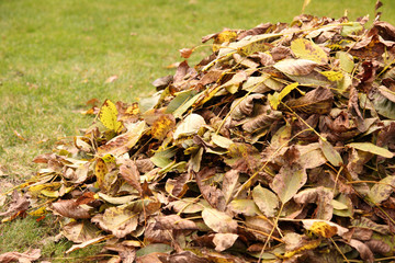 Pile of fallen autumn leaves