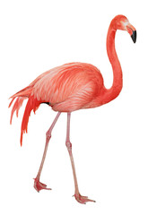 Naklejka premium American Flamingo cutout