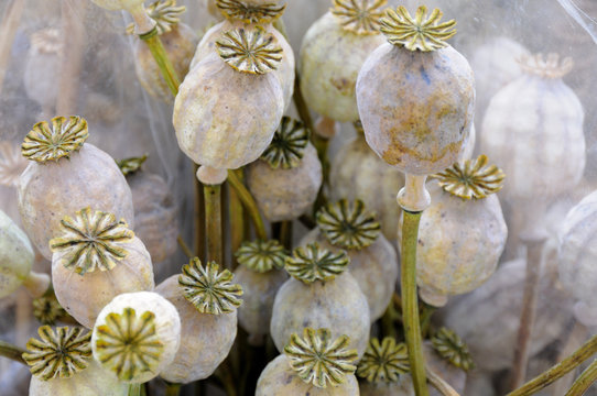 Mohnkapseln