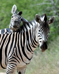 Laughing  Zebras