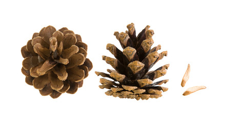 ripe dry opened pine cones and two seeds isolated