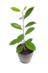 houseplant