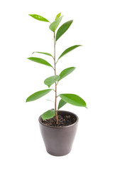 houseplant