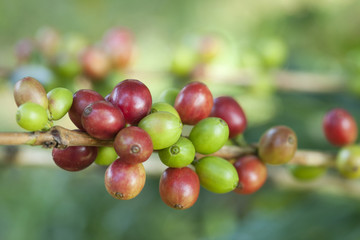 Coffee beans on plant