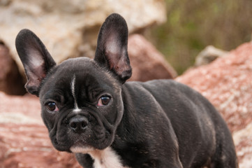 Französische Bulldogge, Hund, Haustier, schwarz weiß