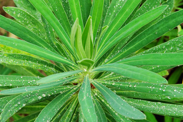 Fototapeta na wymiar Euphorbia 01