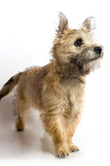 Chien Cairn terrier