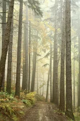 Plexiglas foto achterwand Mountain trail in the misty autumn forest in a nature reserve © Aniszewski