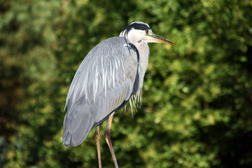 Fischreiher