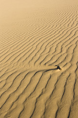Rippled Desert Sand Background